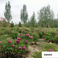 中川牡丹 抗寒牡丹观赏园建设 抗寒树牡丹价格 园林绿化工程牡丹苗