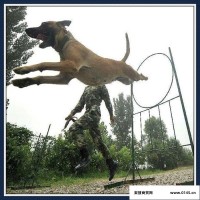 供应警犬训练器材 训练警犬器材 军犬训练器材 犬敏捷训练器材